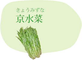京水菜（きょうみずな）